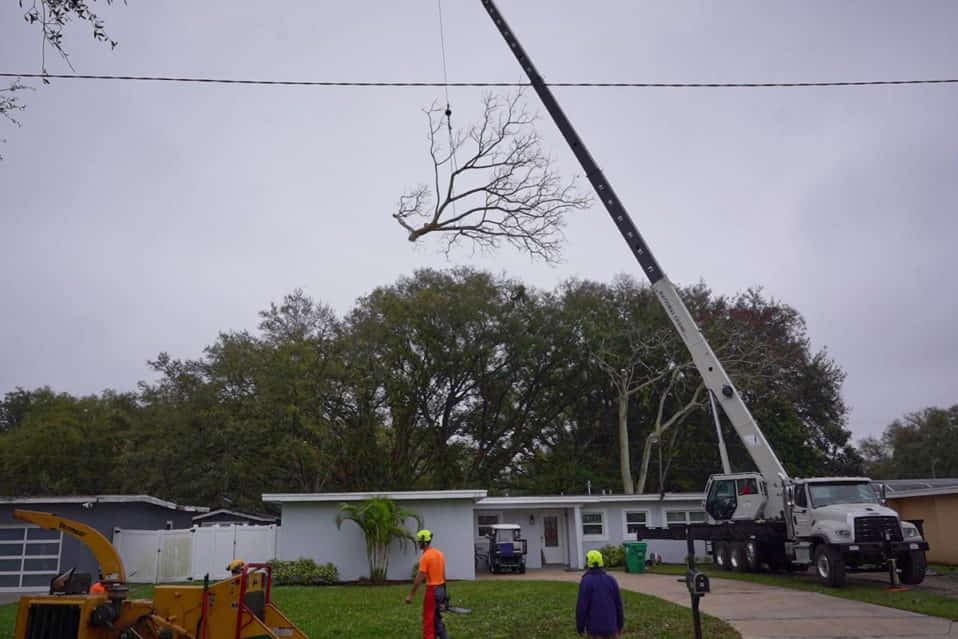 Upper Canopy Removal