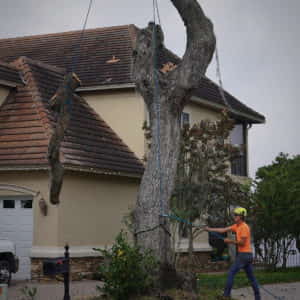 Lowering a section of an upper branch.