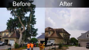 Before and after shots of the Windermere tree removal project on 4-15-2020.