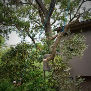 Roping and dropping a limb from over the customer's house - Picture 5 (5-18-2020)