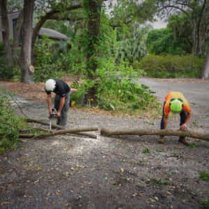 Cutting a branch up for the chipper (5-18-2020)