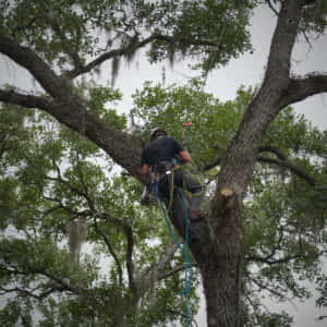 Trimming back more dangerous branches from over back patio (5-18-2020)