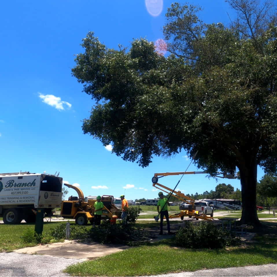 Florida RV Park Tree Trimming
