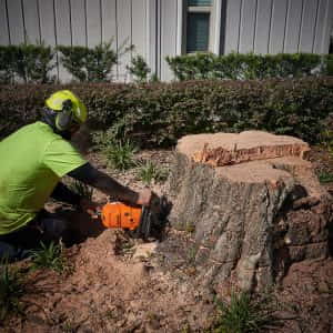 Cutting the stump down