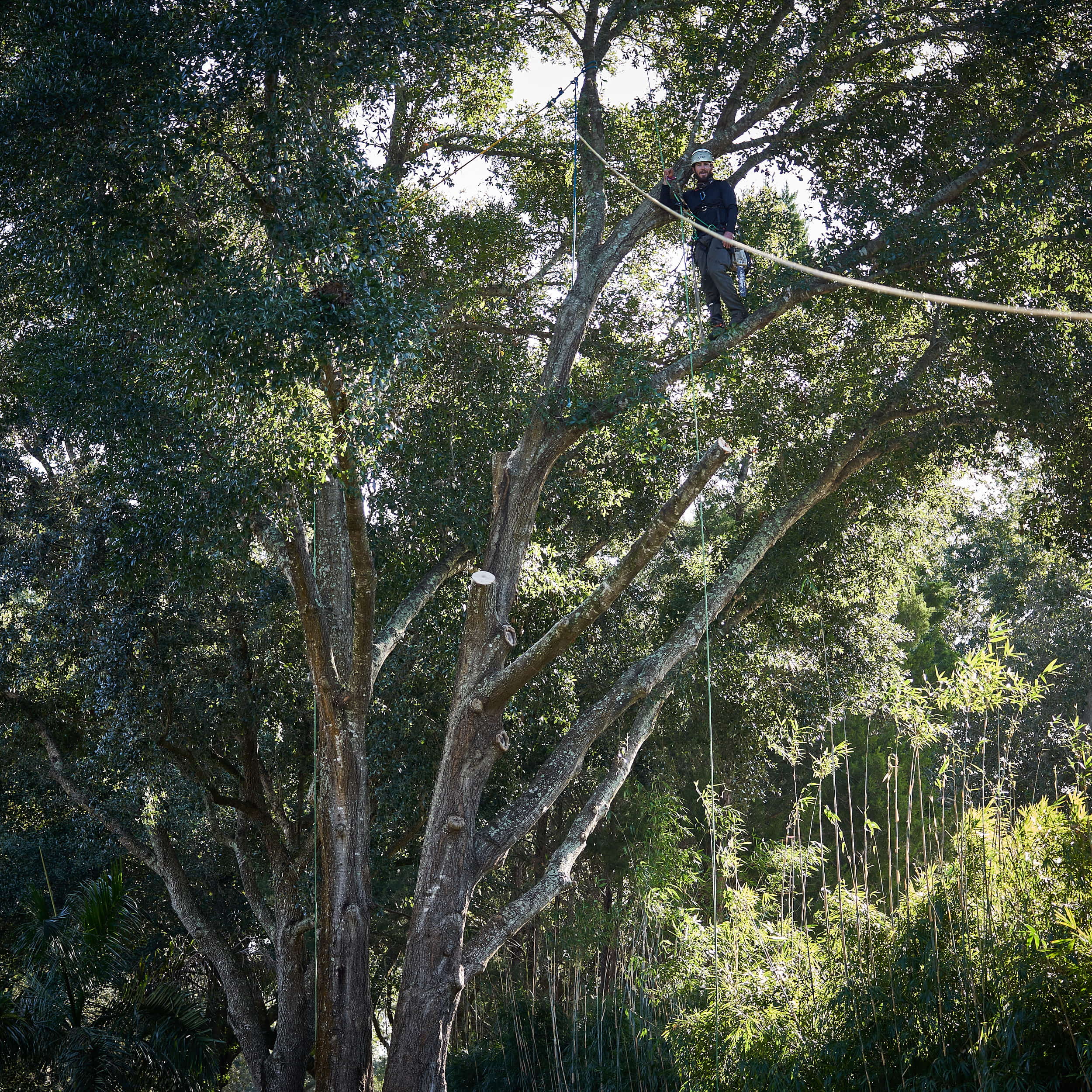 Ethan in the tree Branch Land & Tree
