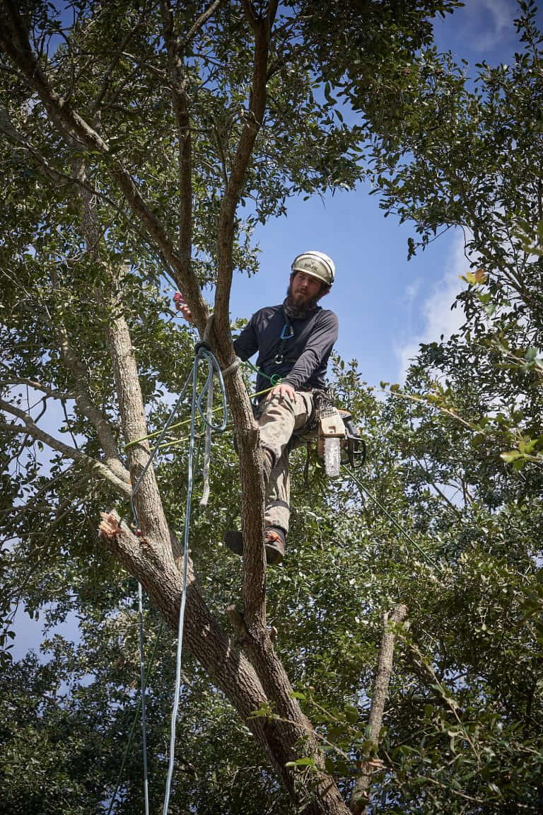 Ethan Cutting a Branch Section