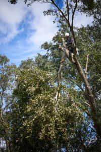 Lowering a Cut Branch