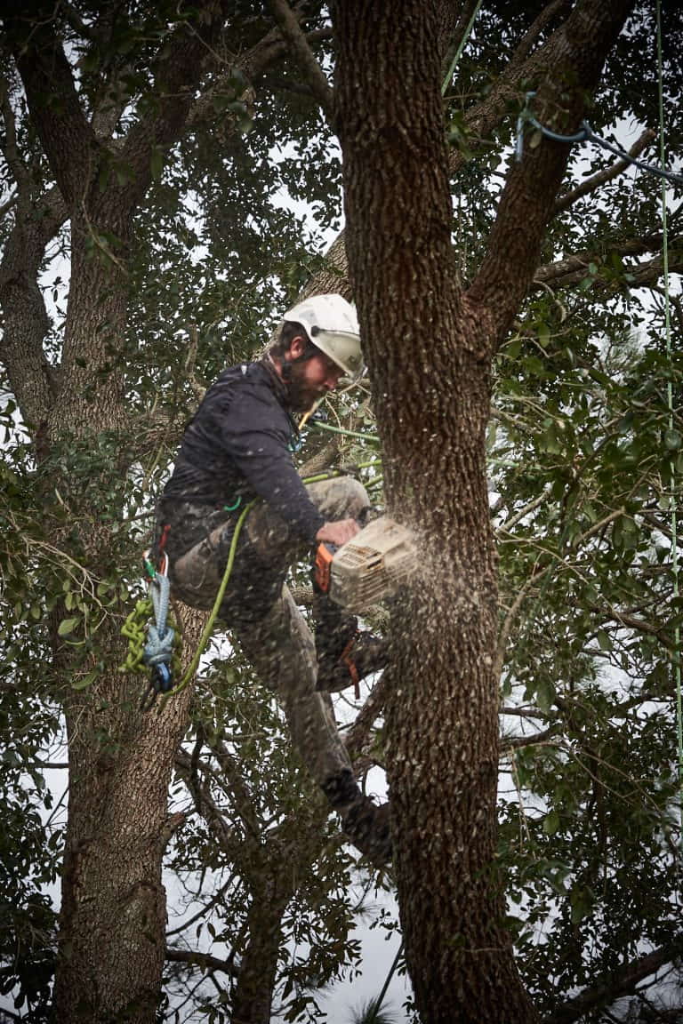 Ethan Cutting a Branch Section