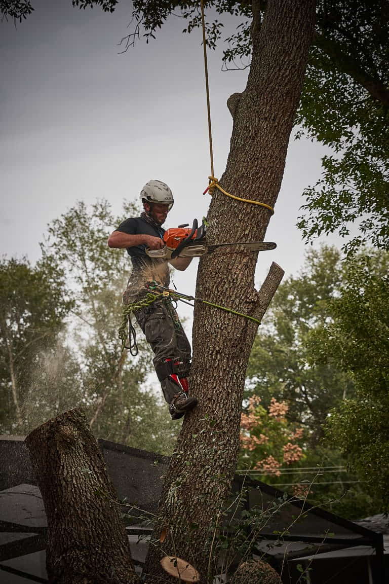 Ethan Cutting a Trunk Section